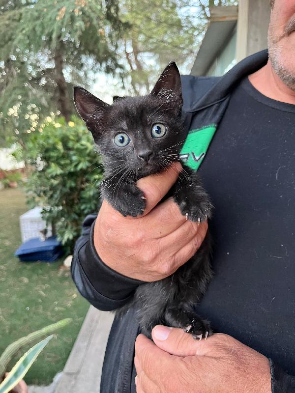 Urgente! Gattini hanno bisogno di voi! cercano casa Separatamente o insieme per sempre! vivono in stradaaaa!!  Foto 7